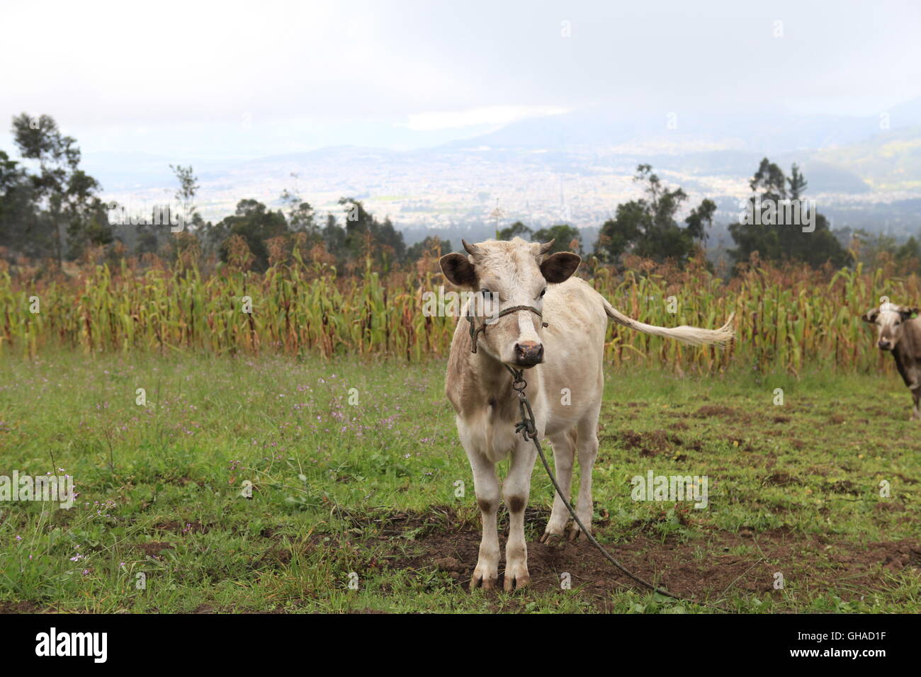 Una mucca sorge in un campo di mais in una fattoria San Clemente Foto Stock