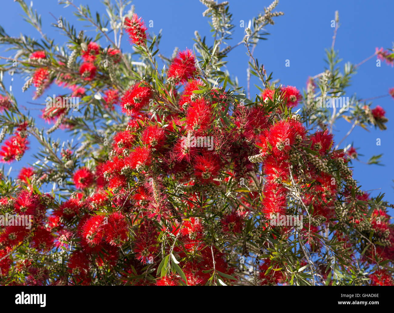 Colori vibranti di una bottiglia impianto spazzola Foto Stock