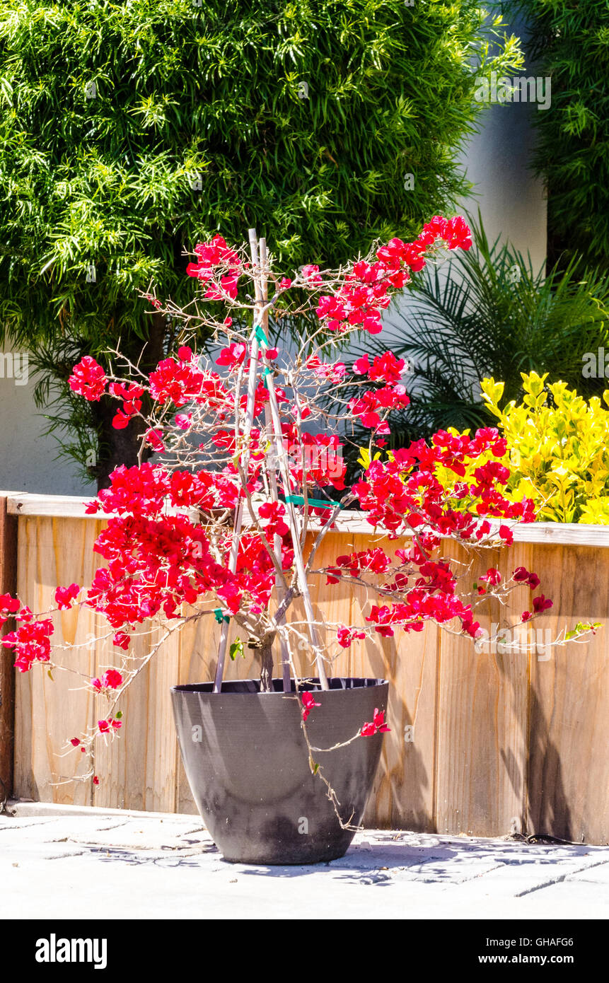 Un sfrondato Bougainvillea solo con i suoi scenografici brattee (spesso scambiati per i fiori e i fiori bianchi Foto Stock