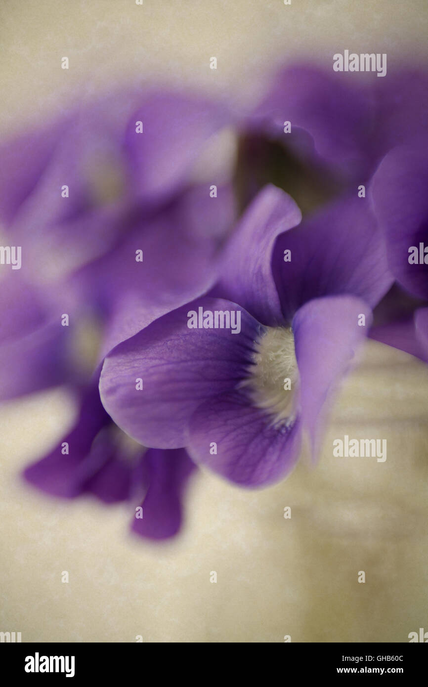 Close-up di piccoli mazzo di violette Foto Stock
