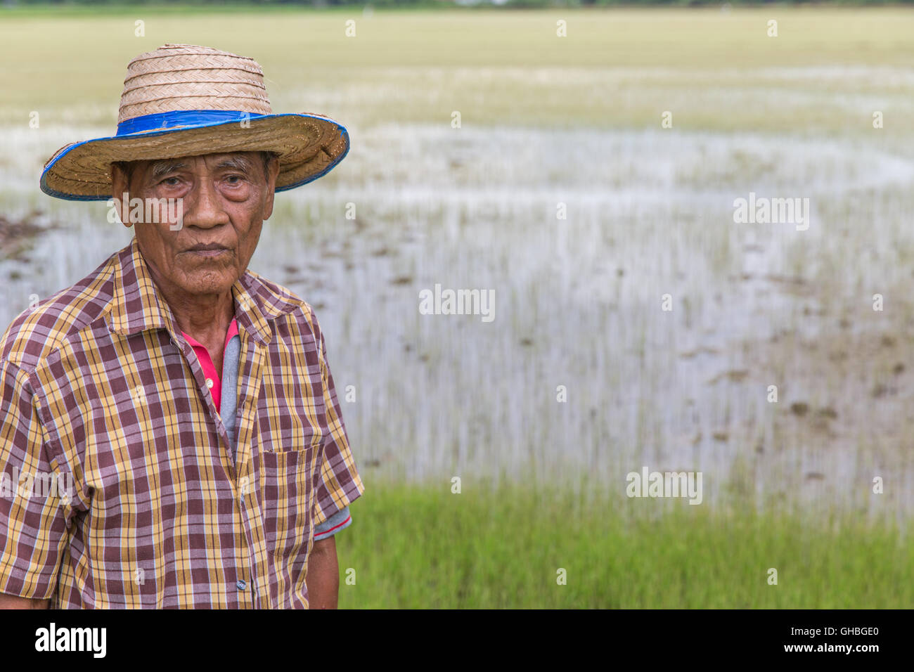 Senior riso tailandese contadino con cercando wistfully alla fotocamera nella parte anteriore del campo di riso Foto Stock