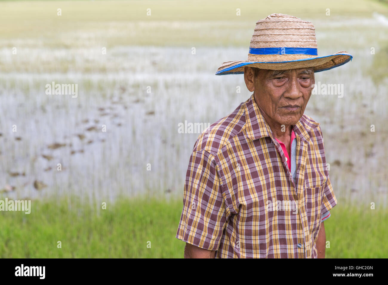 Anziani riso tailandese agricoltore indossando un cappello e guardando verso il basso con un risone in background Foto Stock