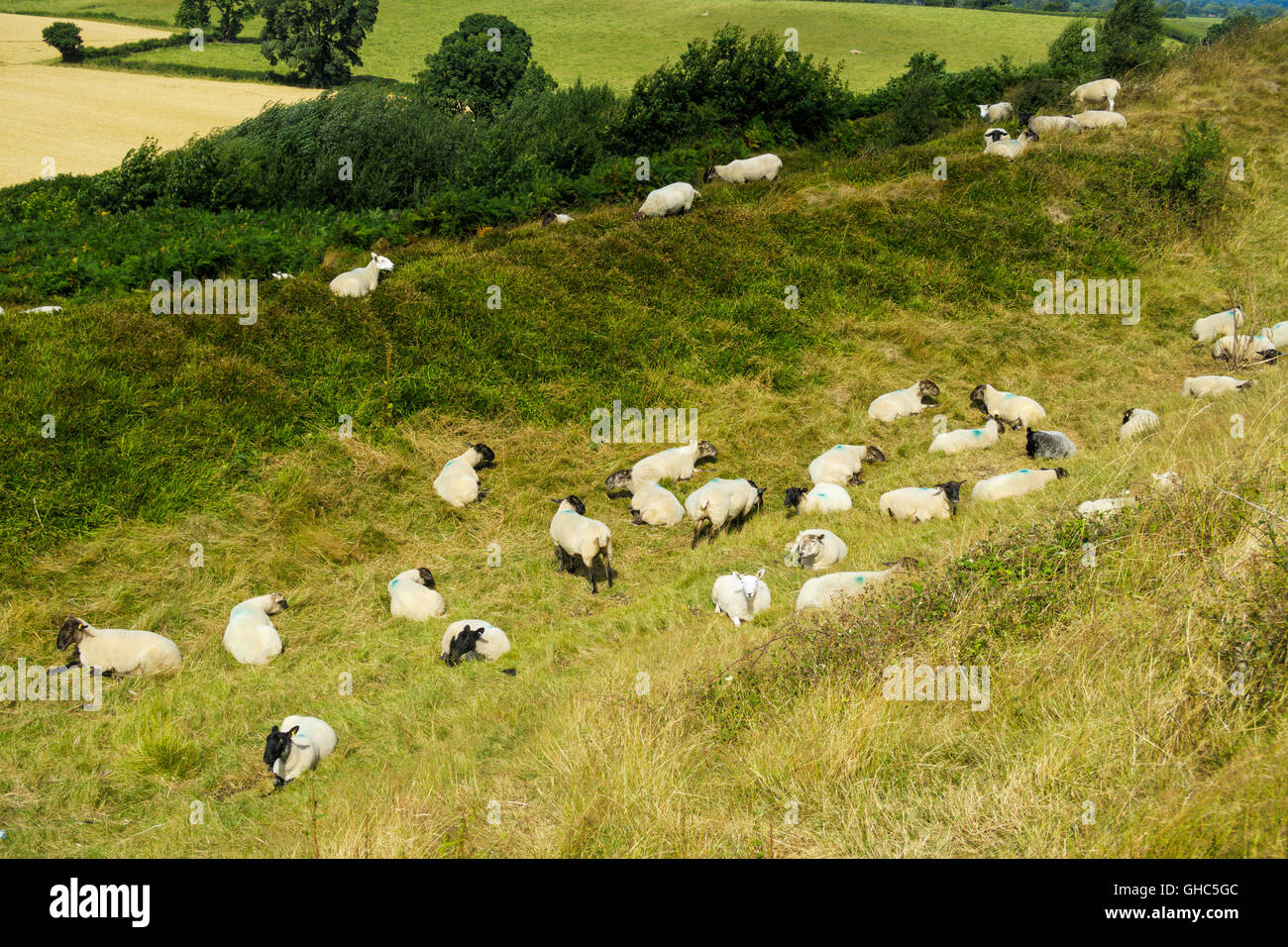 Gregge di pecore in appoggio su una calda estate agosto giorno nello Shropshire farmland. Foto Stock