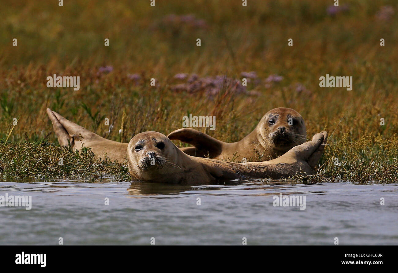 Una colonia di guarnizioni del porto sulle rive del fiume Stour vicino a Ramsgate nel Kent come la Zoological Society di Londra (ZSL) effettua la loro 2016 Thames seal survey. Foto Stock