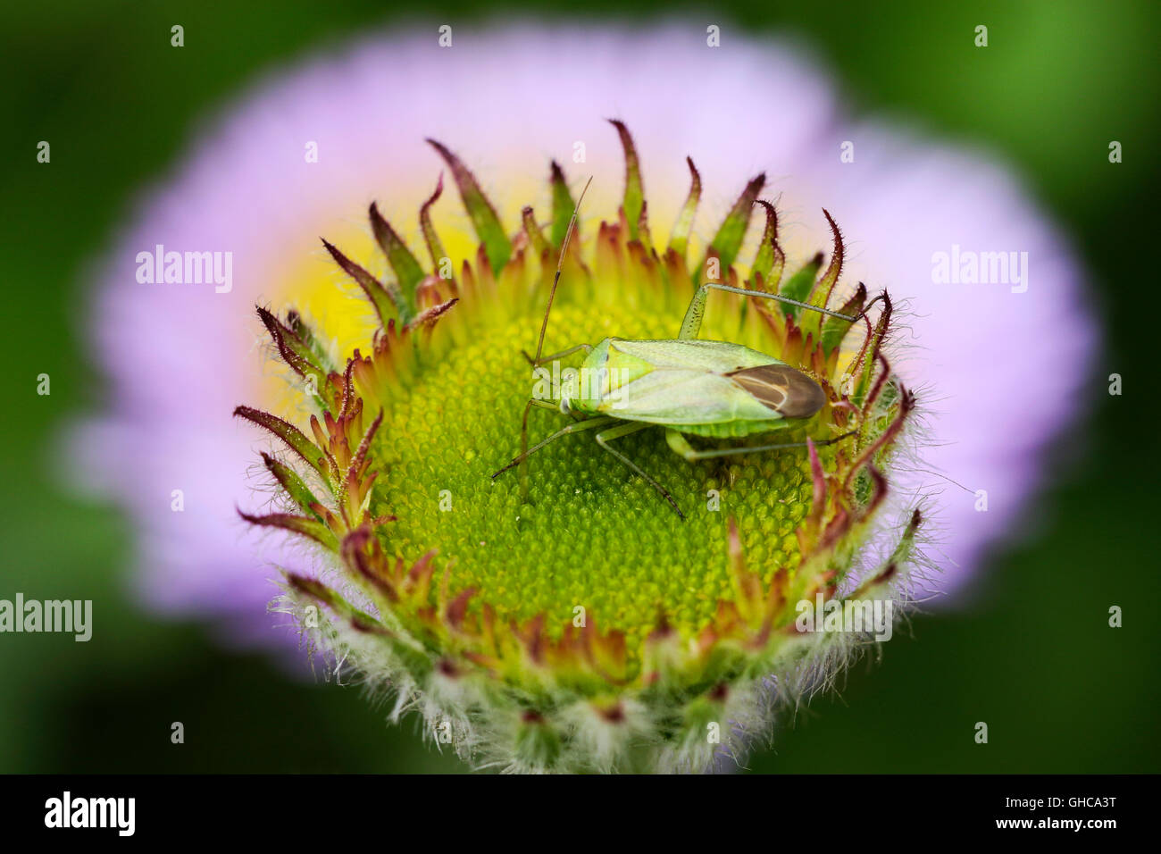 Bug Mirid Stenotus binotatus femmina adulta avanzamento sul mare di fiori a margherita Foto Stock