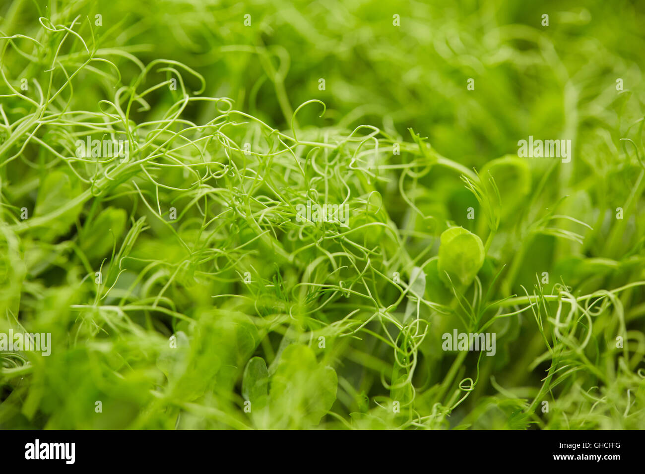 È germogliato il segnale di PEA germogli verdi Foto Stock