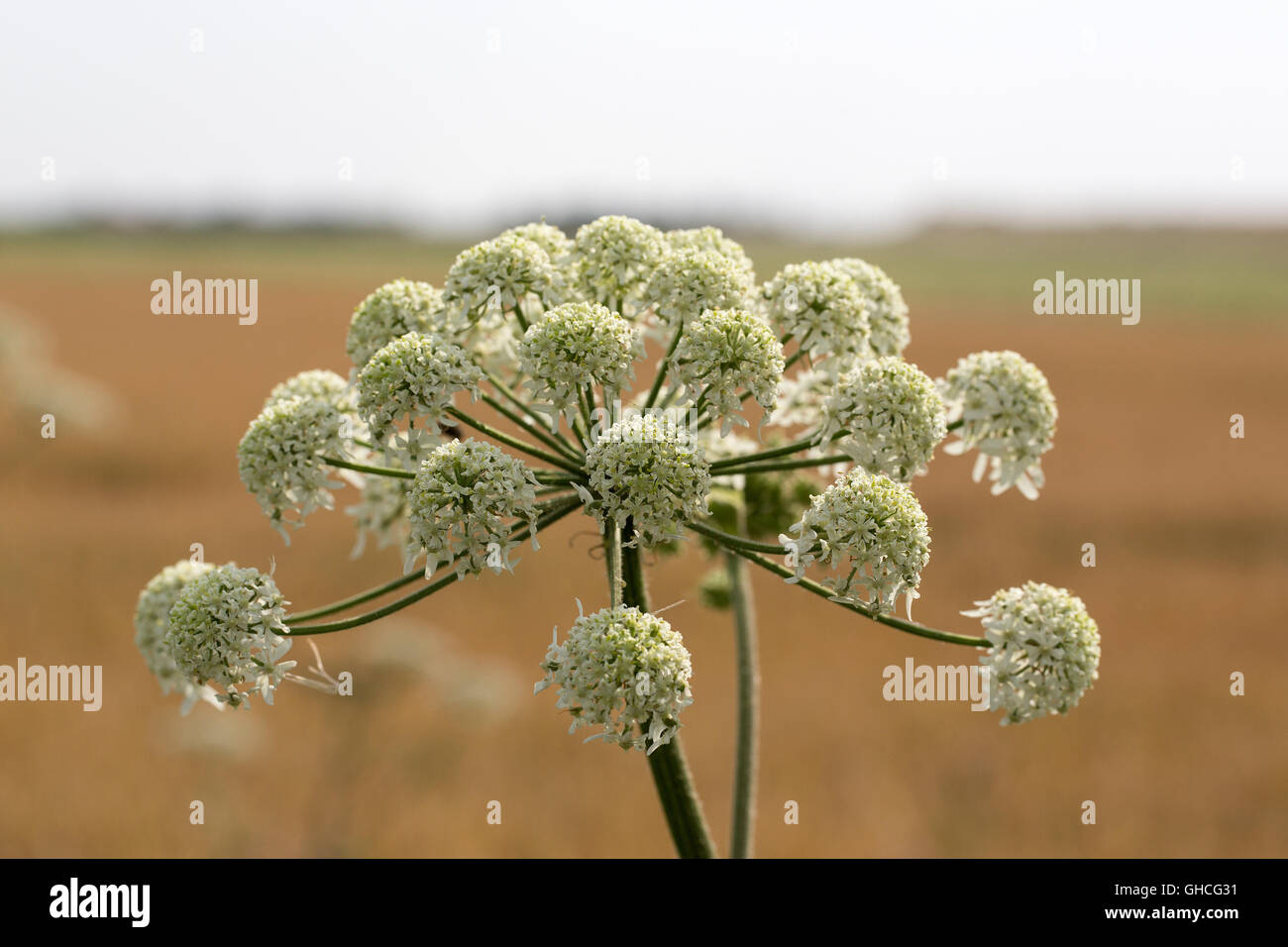 Hogweed comune (Heracleum sphondylium); ombrella fioritura Foto Stock