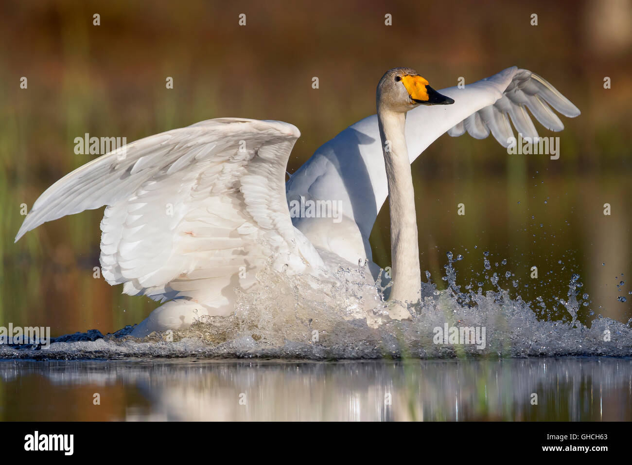 Whooper Swan (Cygnus Cygnus), Adulto lo sbarco in acqua, Ivalo, Lappland, Finlandia Foto Stock