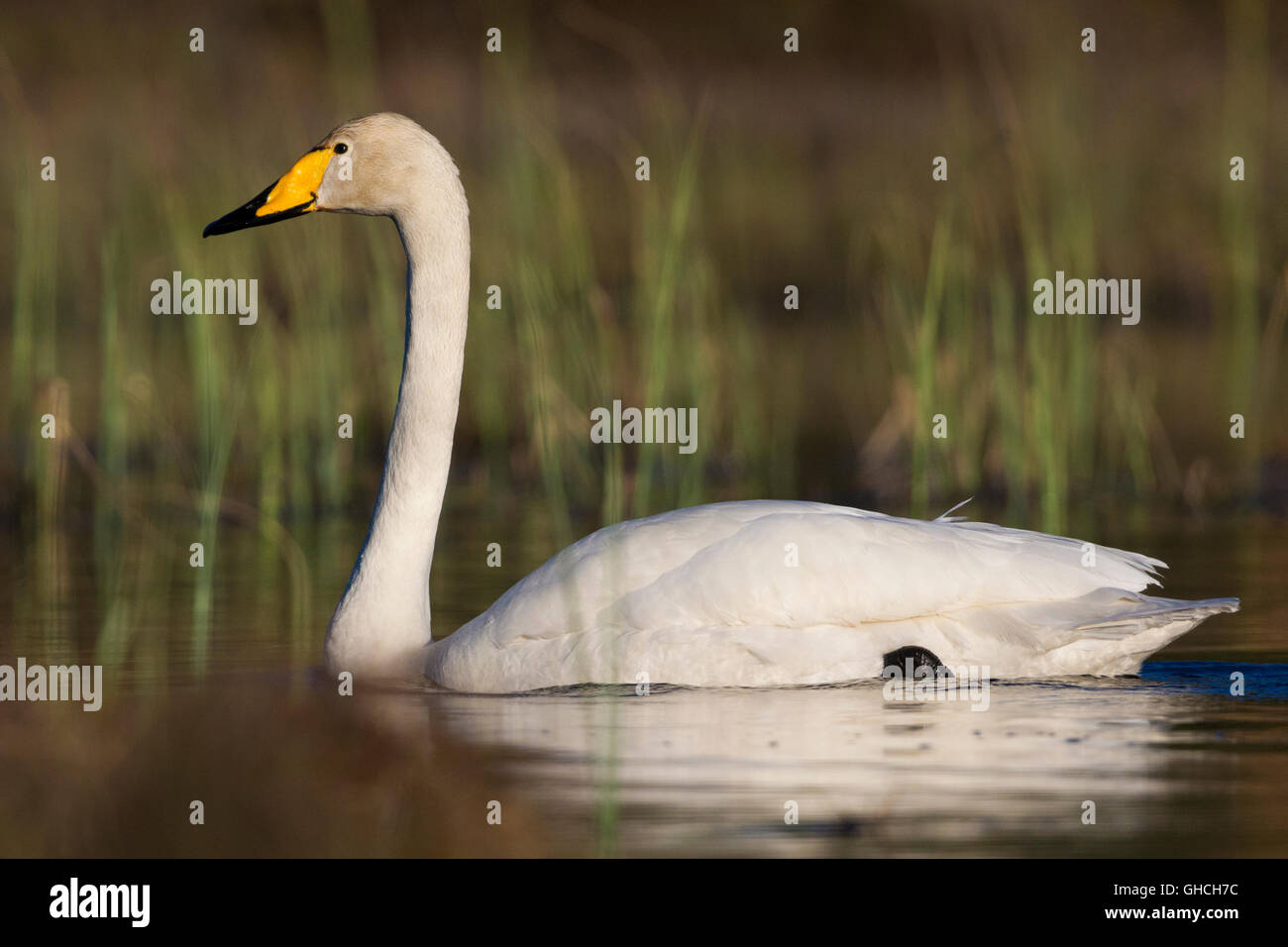 Whooper Swan (Cygnus Cygnus), piscina per adulti in un lago, Ivalo, Lappland, Finlandia Foto Stock