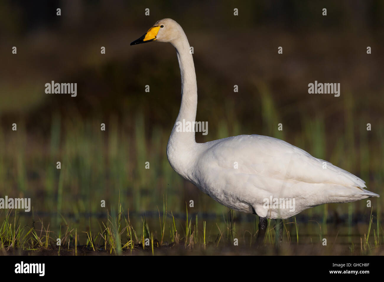 Whooper Swan (Cygnus Cygnus), adulto in piedi in una palude, Ivalo, Lappland, Finlandia Foto Stock