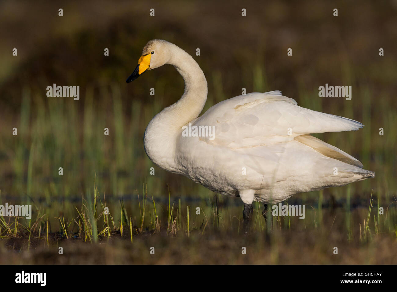 Whooper Swan (Cygnus Cygnus), adulto in piedi in una palude, Ivalo, Lappland, Finlandia Foto Stock