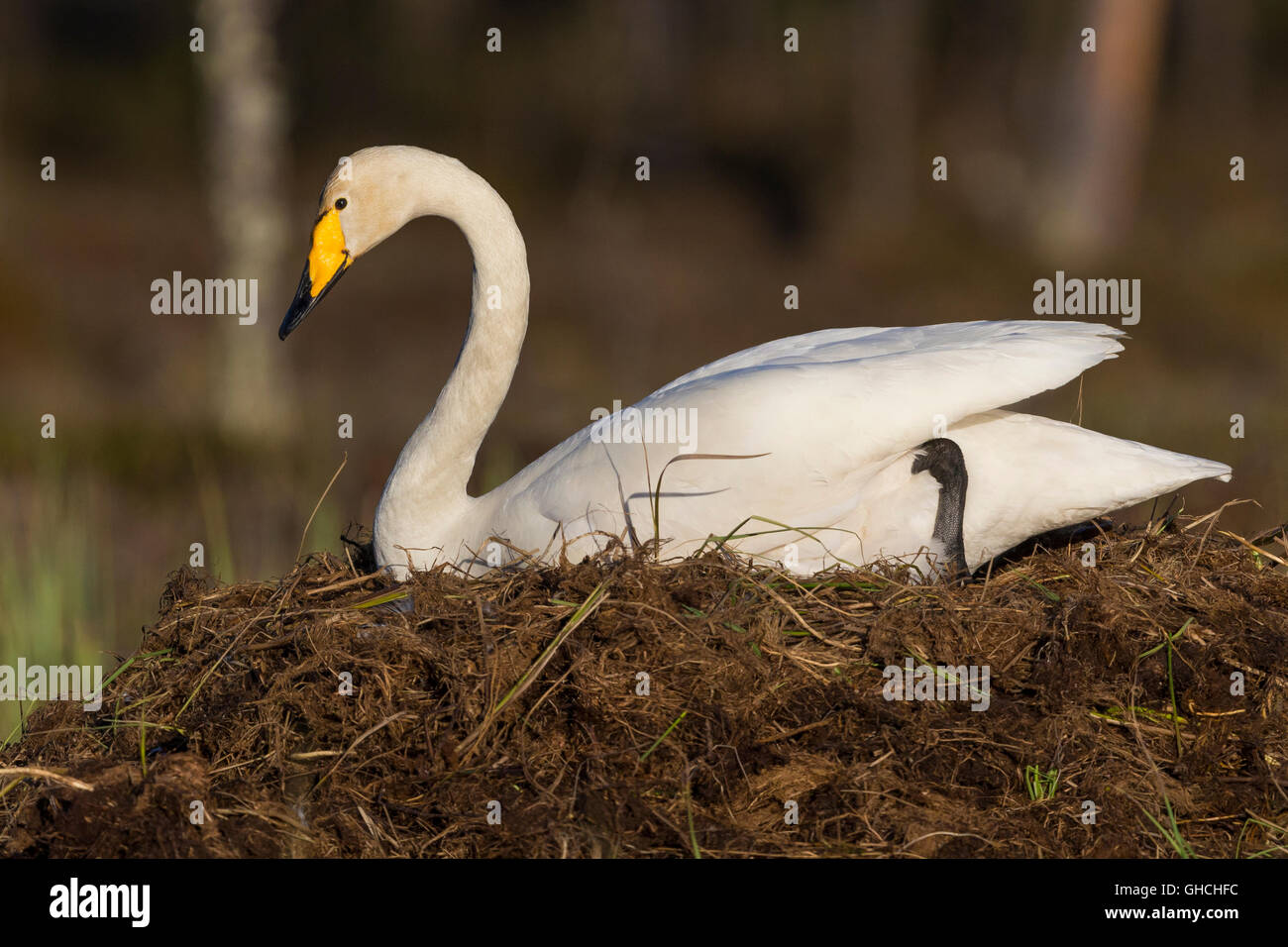 Whooper Swan (Cygnus Cygnus), adulto seduto sul nido, Ivalo, Lappland, Finlandia Foto Stock