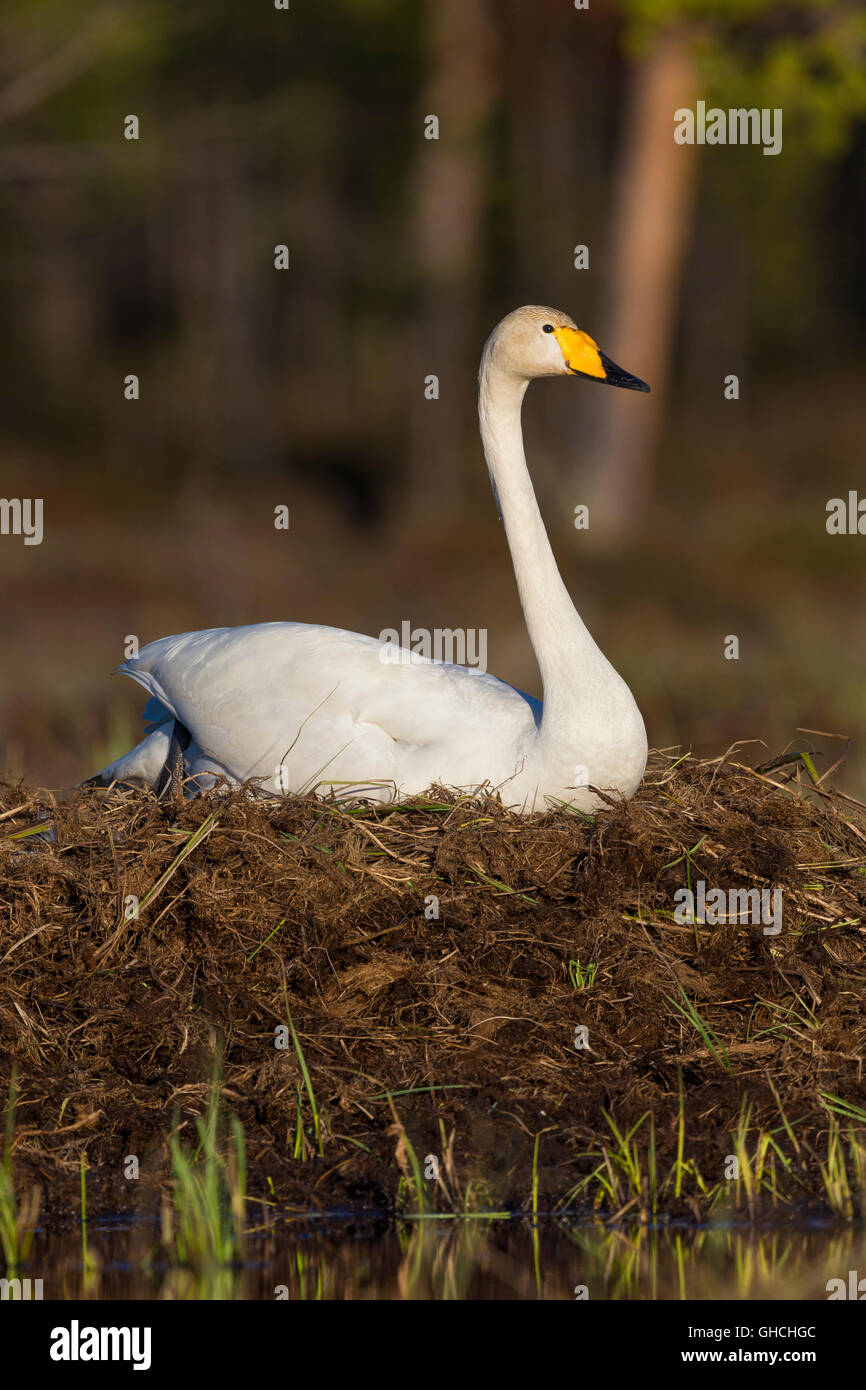 Whooper Swan (Cygnus Cygnus), adulto seduto sul nido, Ivalo, Lappland, Finlandia Foto Stock