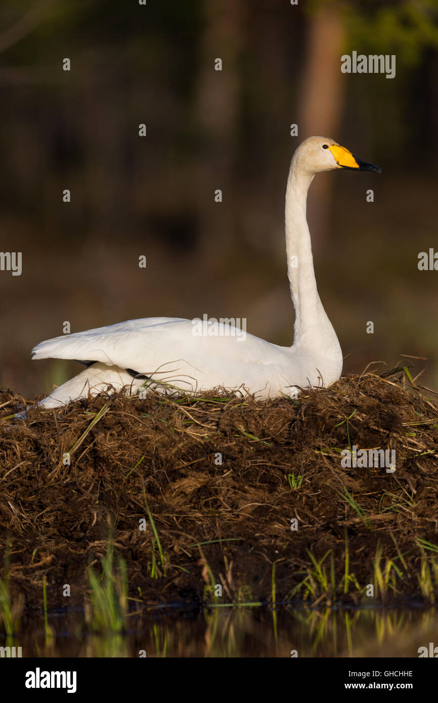 Whooper Swan (Cygnus Cygnus), adulto seduto sul nido, Ivalo, Lappland, Finlandia Foto Stock
