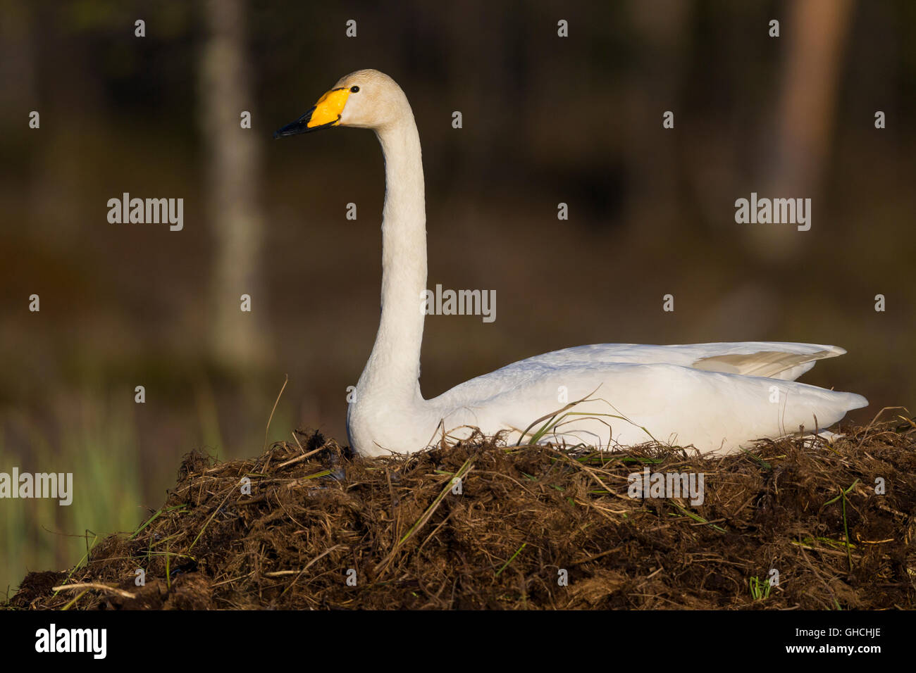 Whooper Swan (Cygnus Cygnus), adulto seduto sul nido, Ivalo, Lappland, Finlandia Foto Stock
