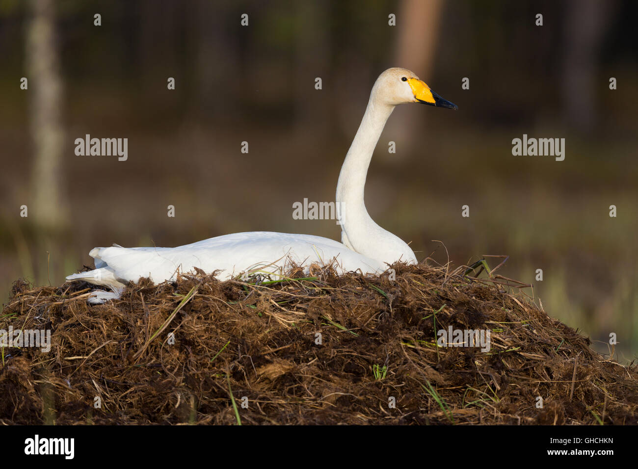 Whooper Swan (Cygnus Cygnus), adulto seduto sul nido, Ivalo, Lappland, Finlandia Foto Stock