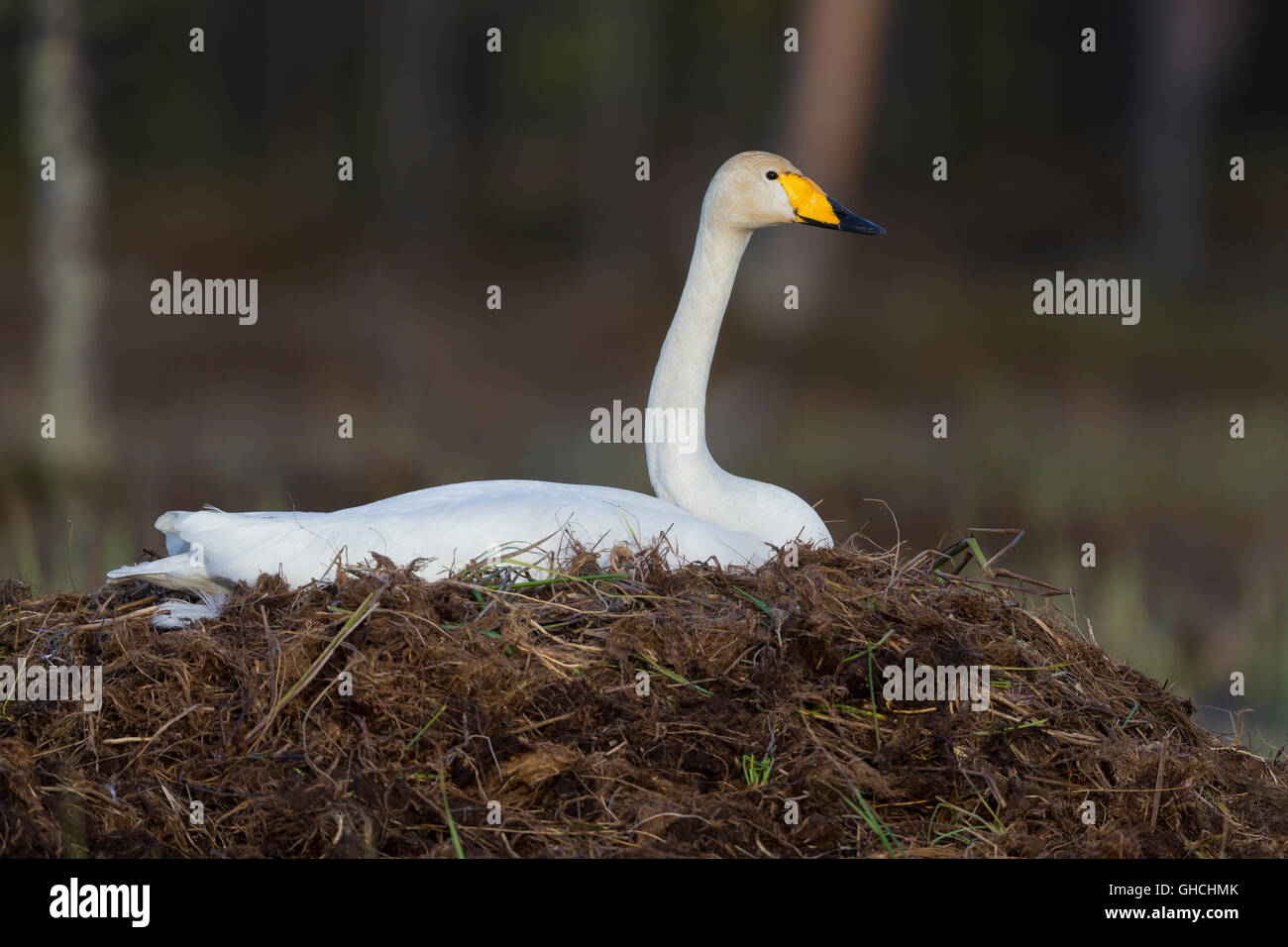 Whooper Swan (Cygnus Cygnus), adulto seduto sul nido, Ivalo, Lappland, Finlandia Foto Stock