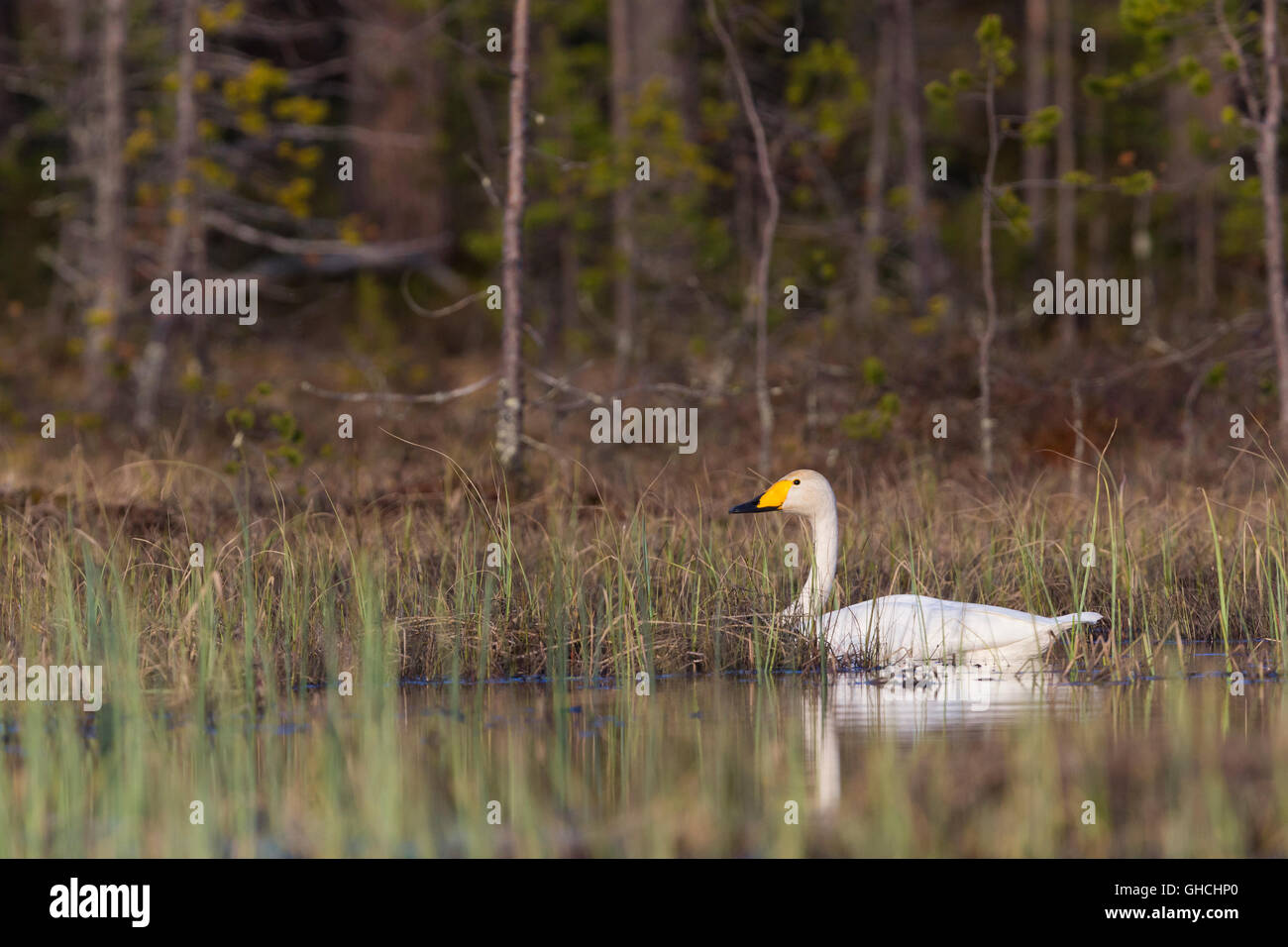 Whooper Swan (Cygnus Cygnus), piscina per adulti in un lago, Ivalo, Lappland, Finlandia Foto Stock