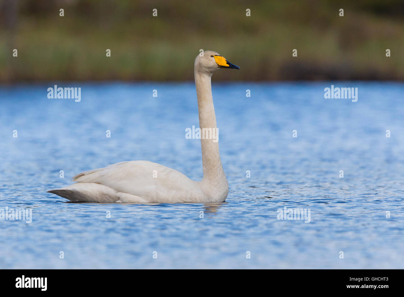 Whooper Swan (Cygnus Cygnus), piscina per adulti in un lago, Kuusamo, Lappland, Finlandia Foto Stock