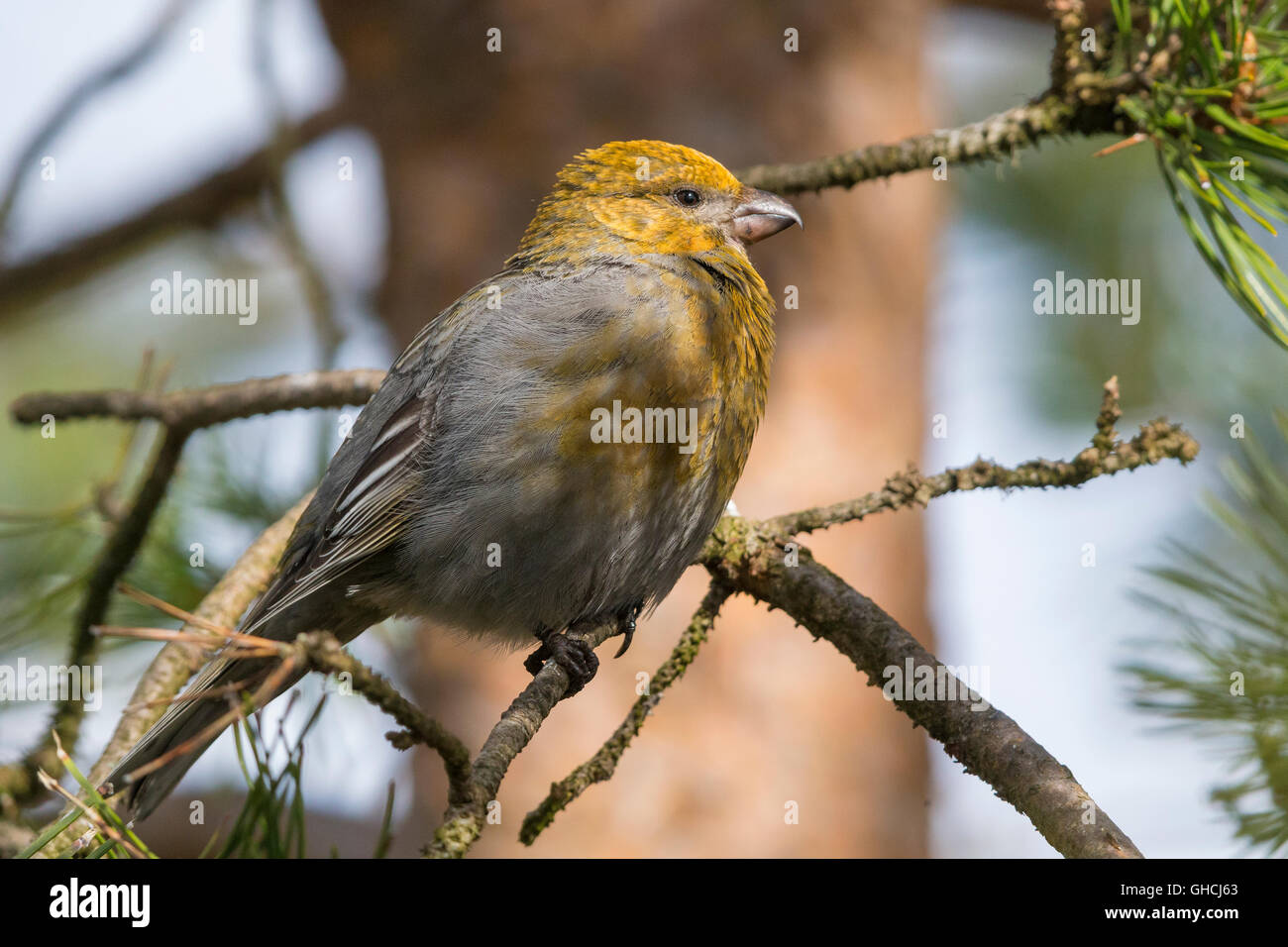 Pine Grosbeak (Pinicola enucleator), in piedi su un ramo di pino, Kaamanen, Lappland, Finlandia Foto Stock