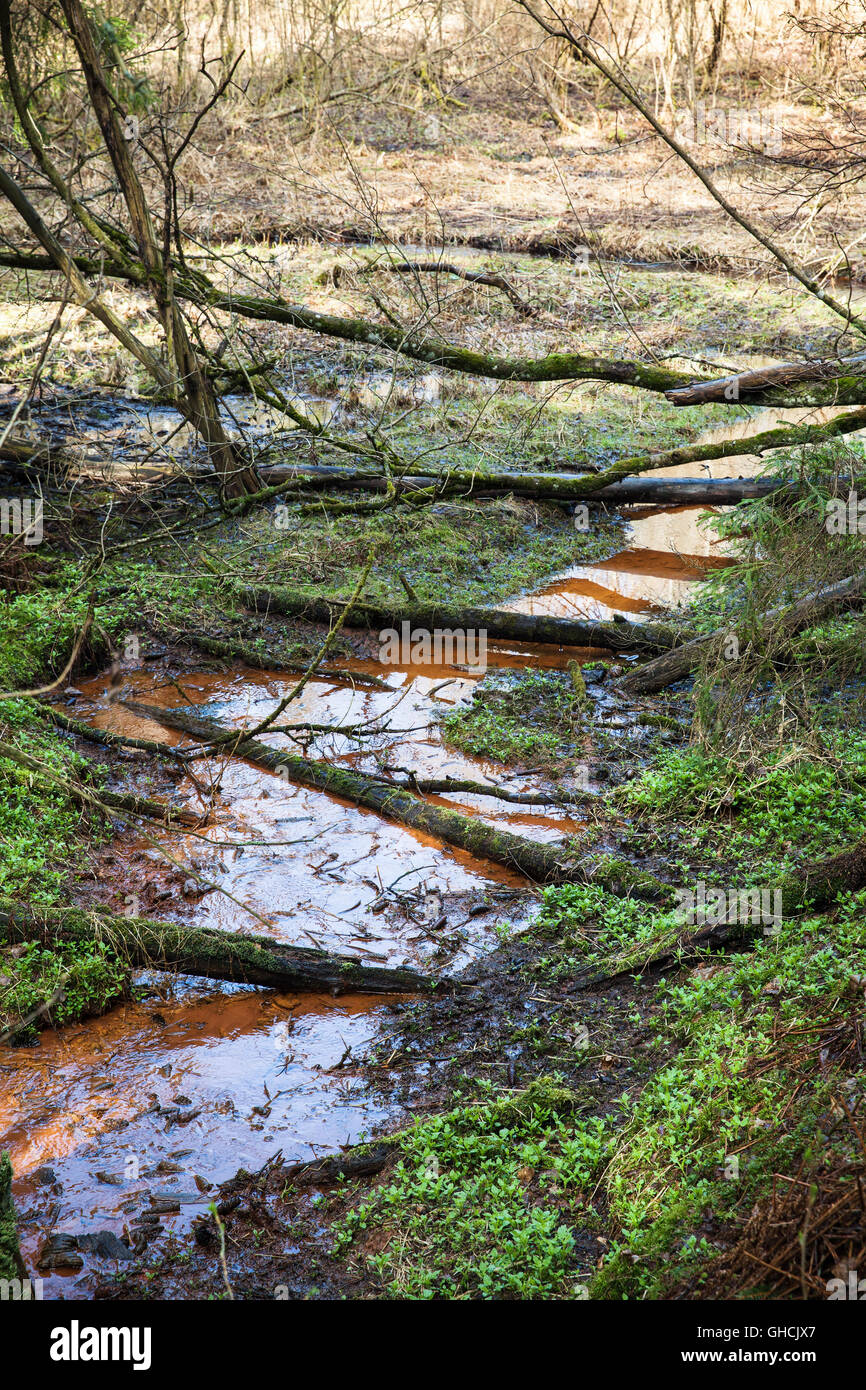 Paesaggio verticale. Flusso di piccole dimensioni di colore rosso scuro acqua scorre attraverso il bosco selvatico, vecchi alberi caduti i laici su di esso Foto Stock