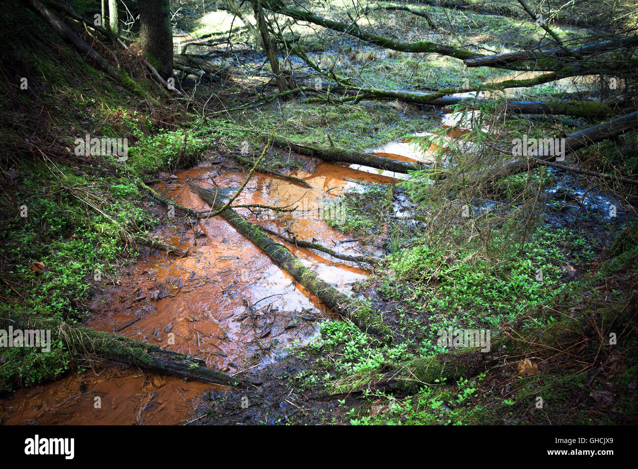 Piccolo ruscello con il rosso scuro acqua scorre attraverso il bosco selvatico, vecchi alberi caduti i laici su di esso Foto Stock