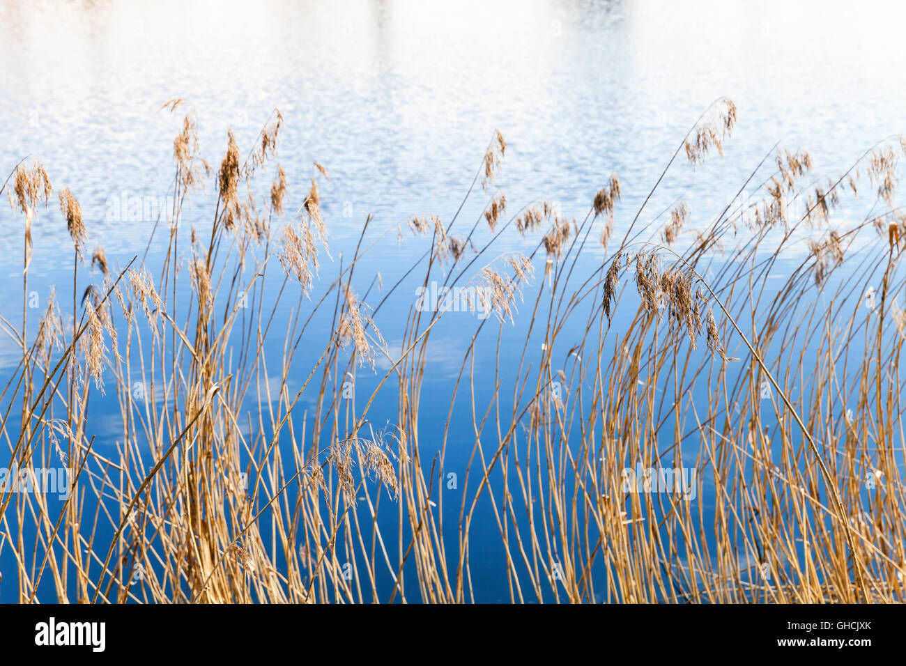 Dry reed costiera sul lago ancora costa, il fuoco selettivo Foto Stock