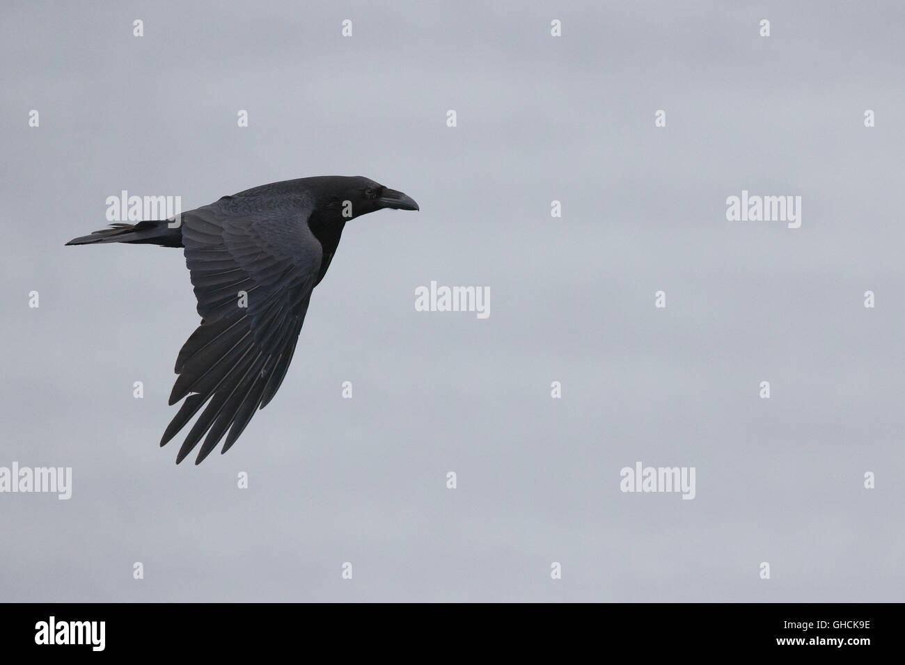 Ravem settentrionale (Corvus corax), adulto in volo, Hornøya, Finnmark, Norvegia Foto Stock