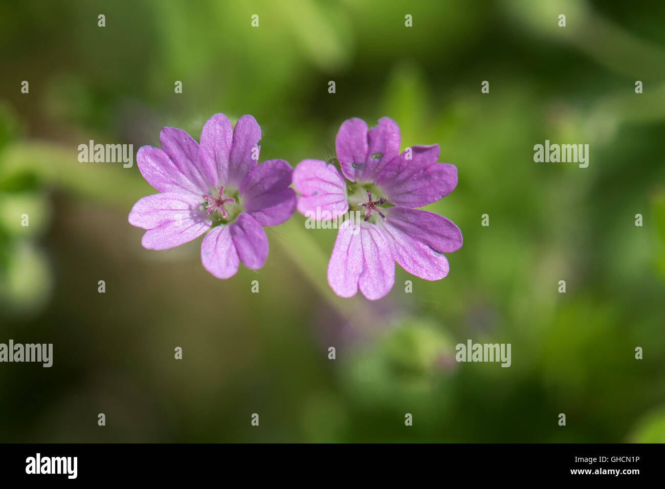 Geranium pusillum, piccolo fiore della gru-BIL, crescendo in una siepe nel Surrey, Regno Unito. Giugno. Foto Stock