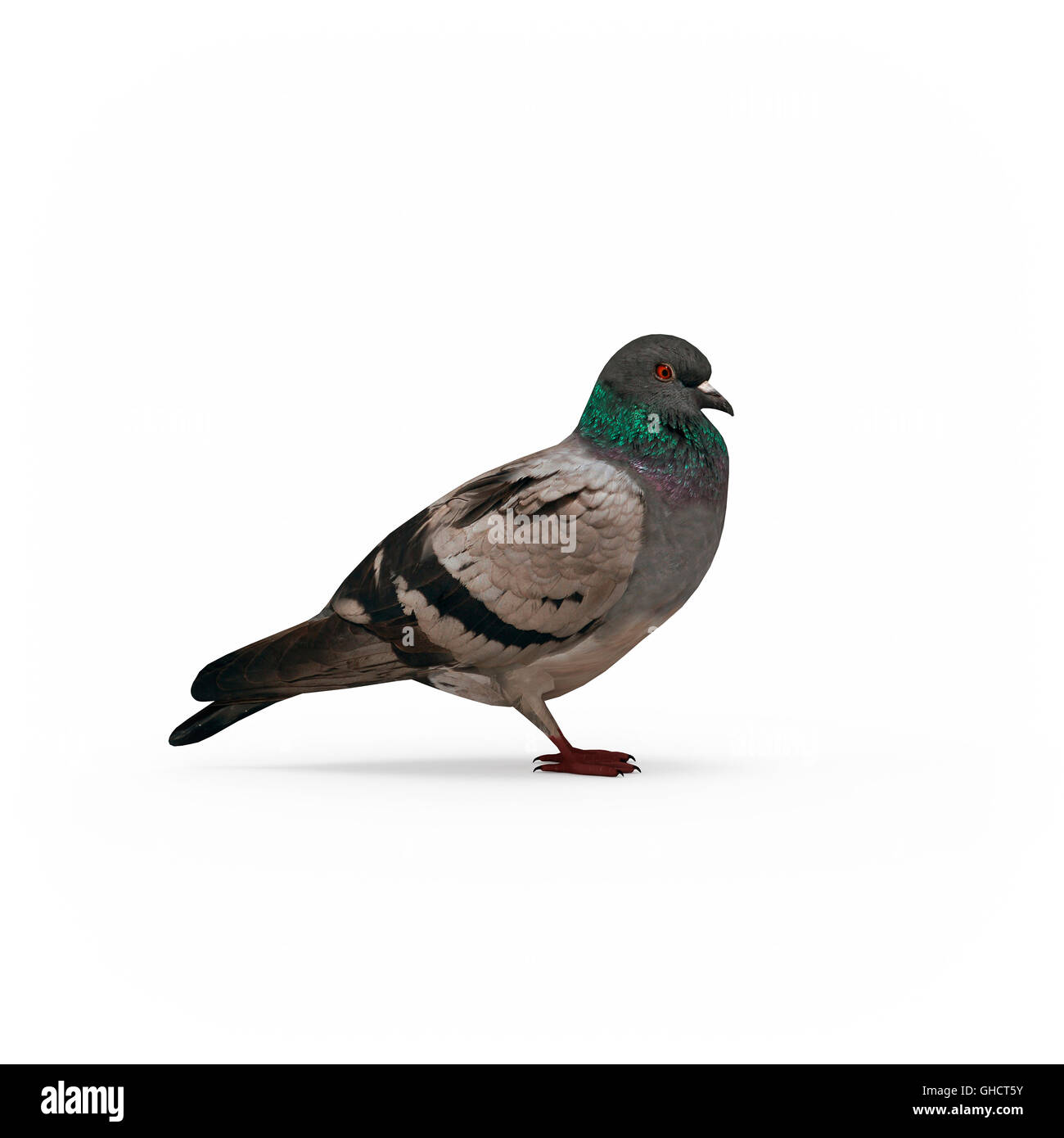 Pigeon vista laterale isolato 3d rendering su sfondo bianco Foto Stock