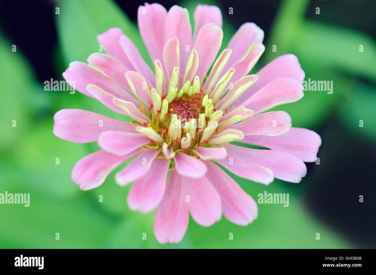 Rosa fiore Aster (chiamato anche come Callistephus chinensis, il nome di famiglia Compositae, Astereae aster, Aster amellus) in Sirikit nati Foto Stock