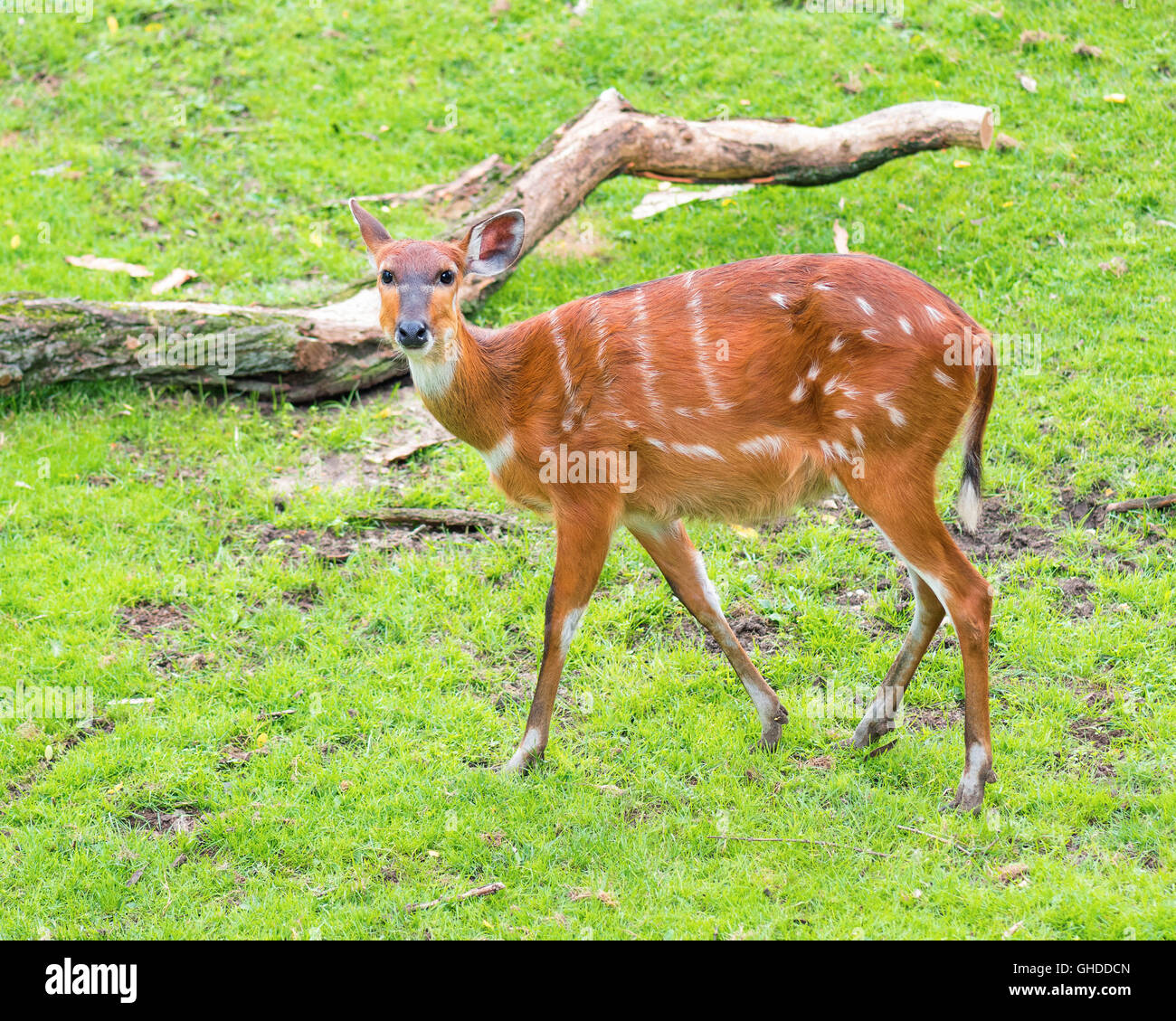 Western Sitatunga mangiare erba Foto Stock