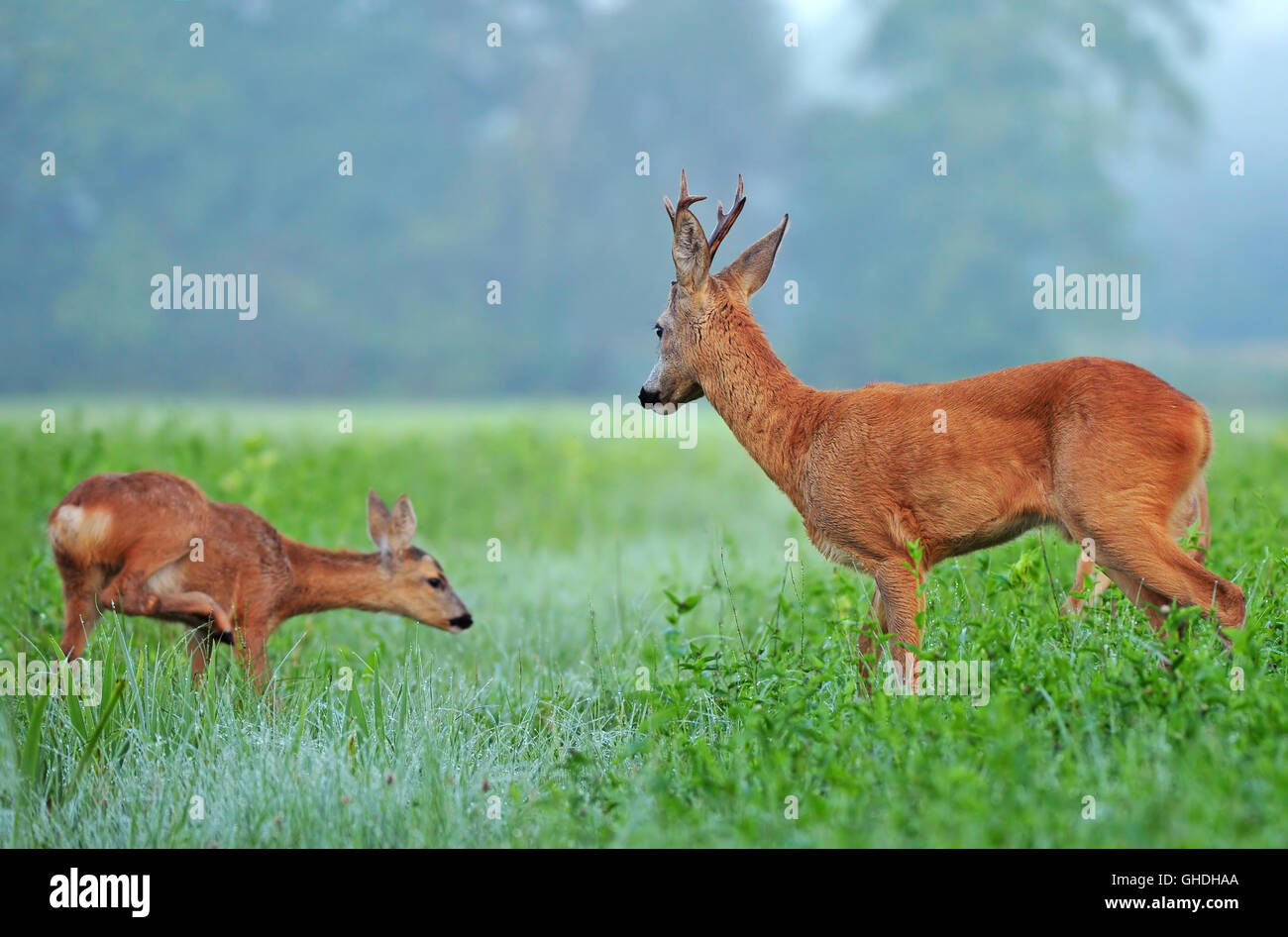 Gazzella selvatica cervi e caprioli cub in un campo Foto Stock