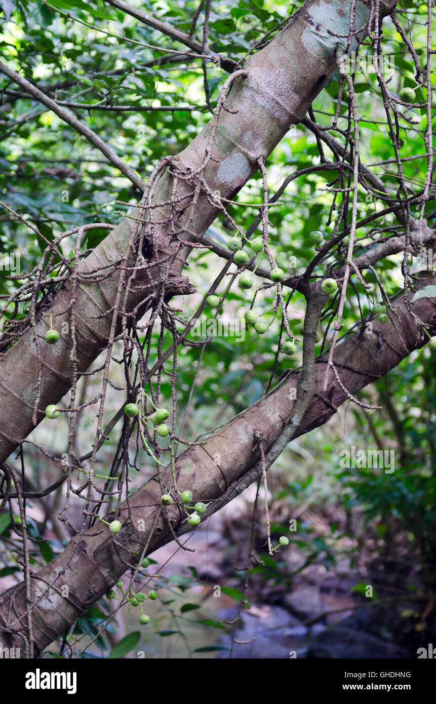 Messa a fuoco selettiva di fig di frutta sul tree (chiamato anche come comune Fig, Ficus carica L., Moracaea, Ficus fig racemosa L.) Foto Stock