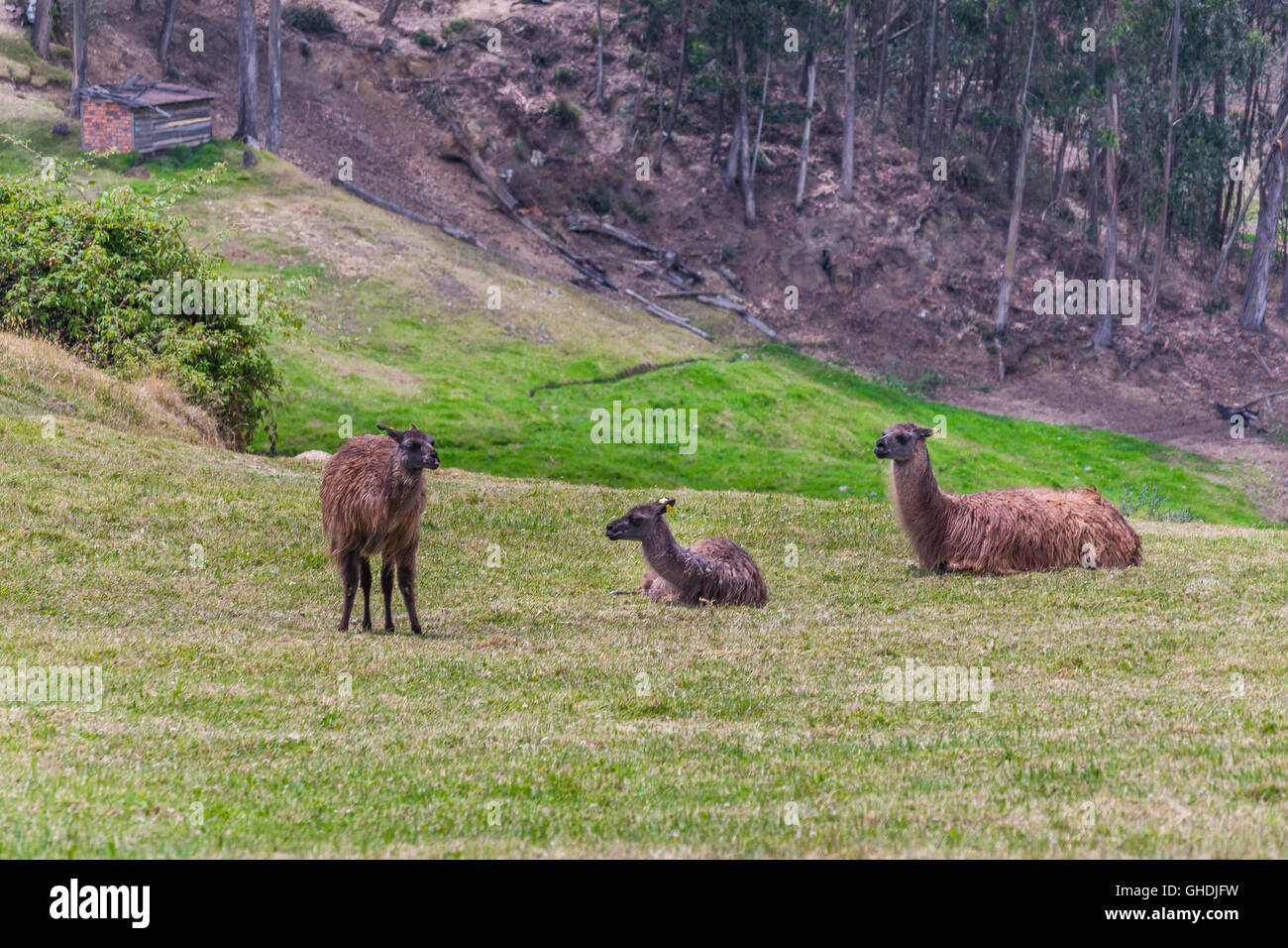 Gruppo di llama in appoggio in corrispondenza di erba a Ingapirca, Ecuador. Foto Stock