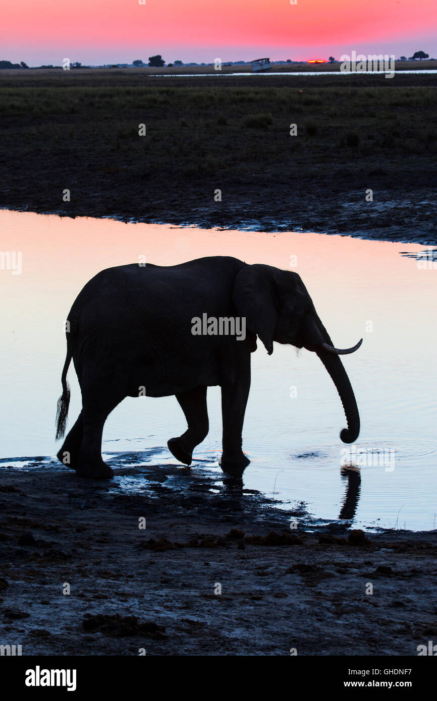 Elefante africano Loxodonta africana di attraversare il fiume Chobe con un tramonto rosso in background Foto Stock