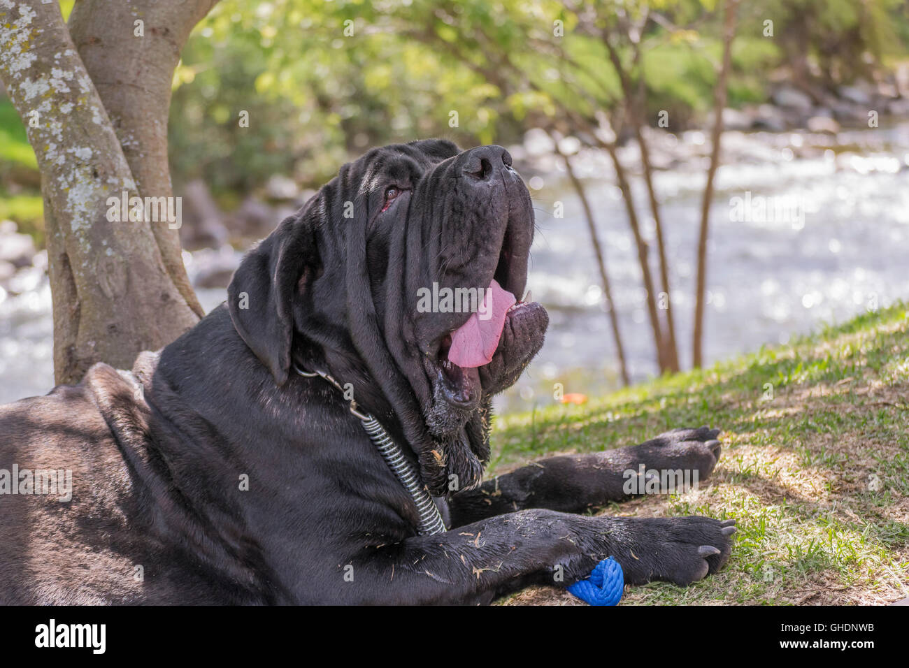 Immagine ravvicinata di grande cane nero con espressione stanchi in appoggio al confine del fiume in Cuenca, Ecuador Foto Stock
