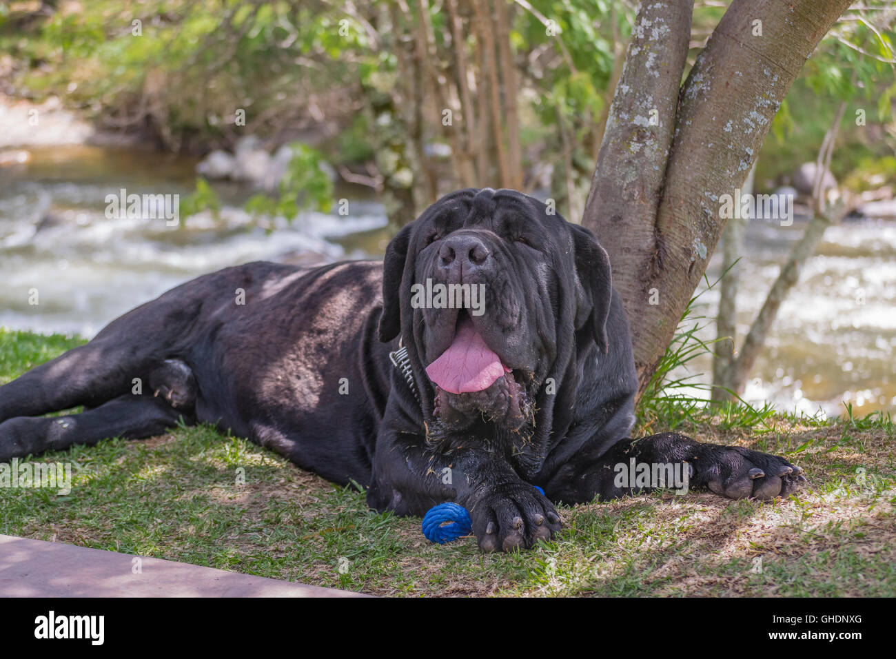 Immagine ravvicinata di grande cane nero con espressione stanchi in appoggio al confine del fiume in Cuenca, Ecuador Foto Stock