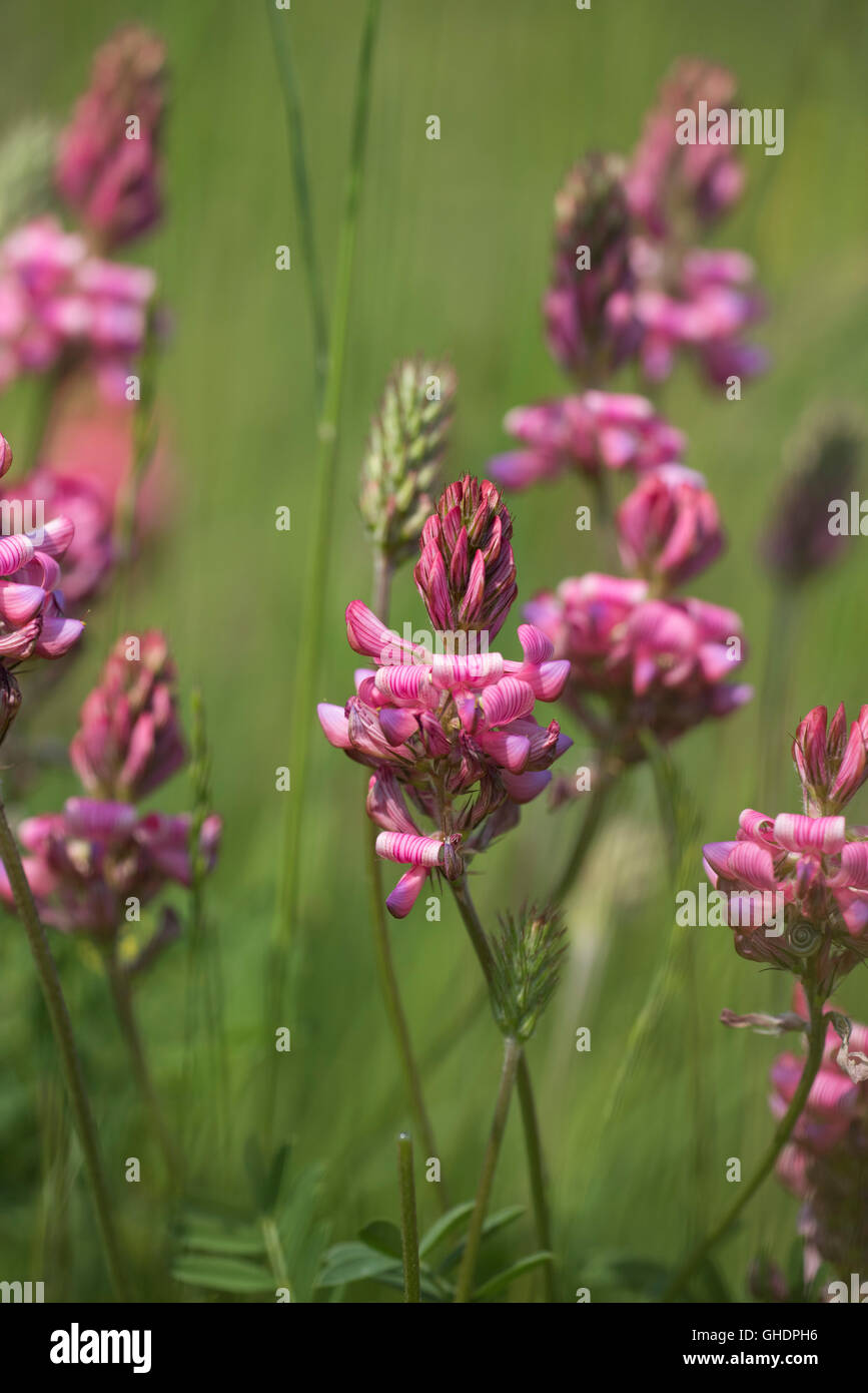 Sainfoin Flower Onobrychis viciifolia REGNO UNITO Foto Stock
