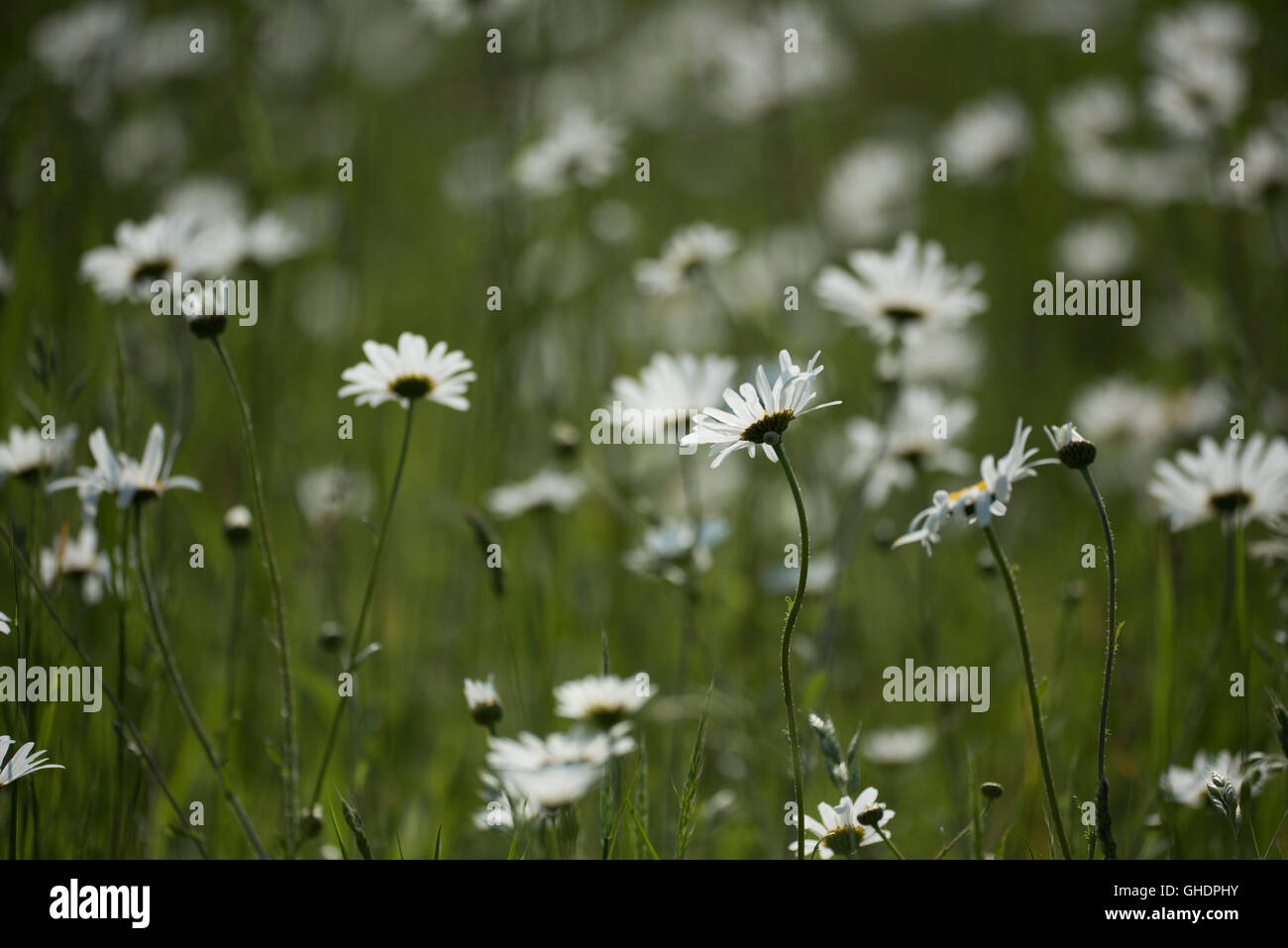 Oxeye Daisy Leucanthemum vulgare REGNO UNITO Foto Stock