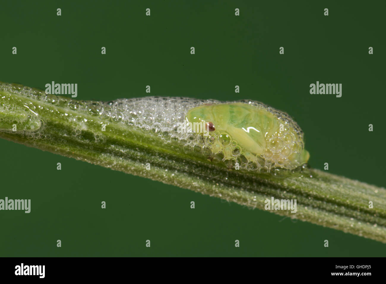 Comune Ninfa Froghopper Philaenus spumarius Foto Stock