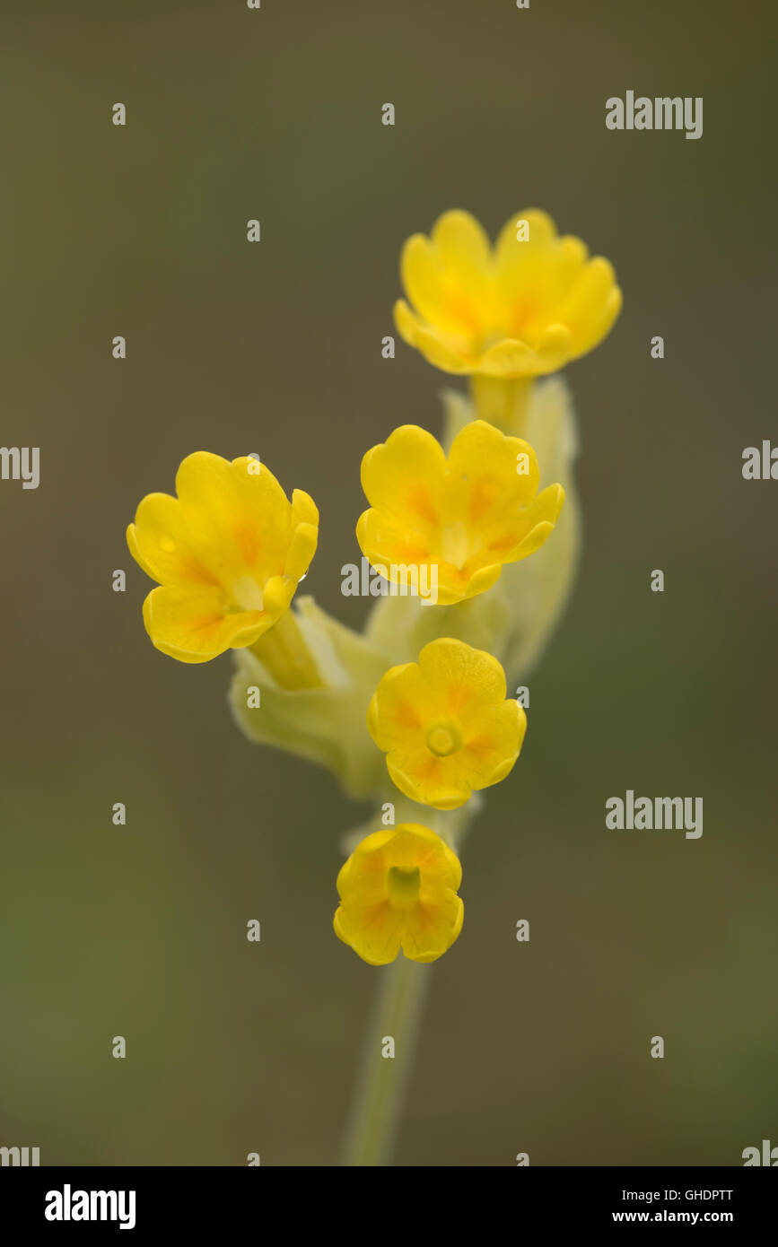 Cowslip Primula veris REGNO UNITO Foto Stock
