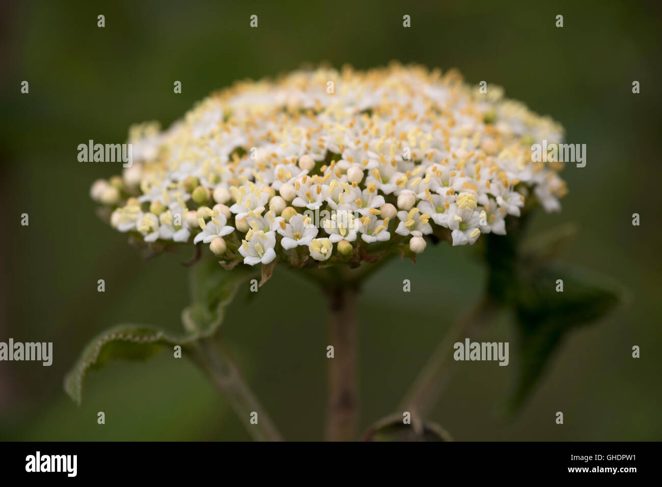 Albero di sorbo montano fiori Sorbus aria UK Foto Stock