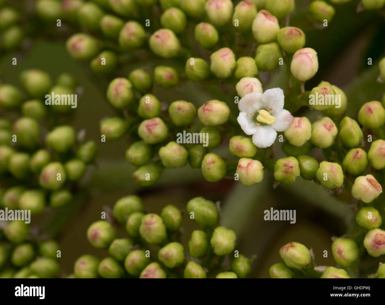 Albero di sorbo montano fiori Sorbus aria UK Foto Stock