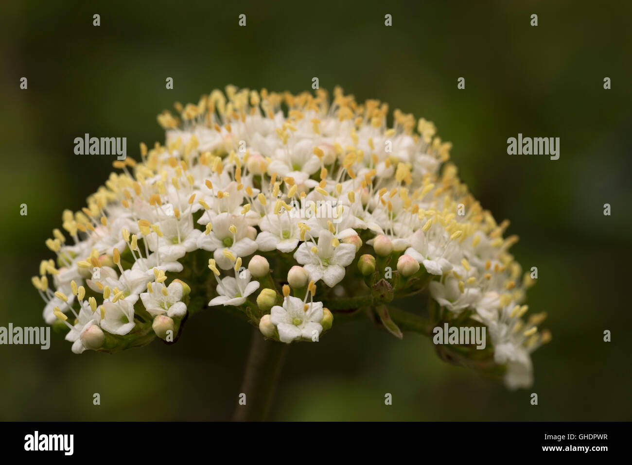 Albero di sorbo montano fiori Sorbus aria UK Foto Stock