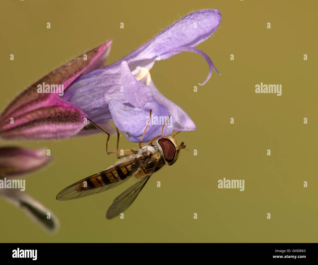 La marmellata di arance Hoverfly Episyrphus balteatus REGNO UNITO Foto Stock