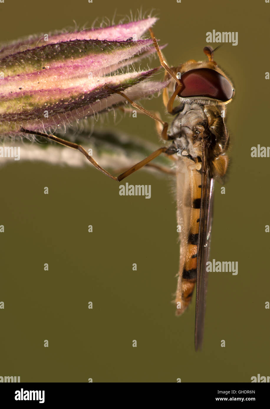 La marmellata di arance Hoverfly Episyrphus balteatus REGNO UNITO Foto Stock