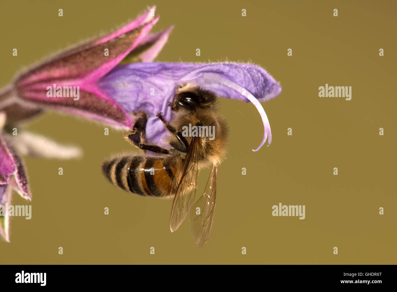 Honey Bee Apis mellifera Foto Stock