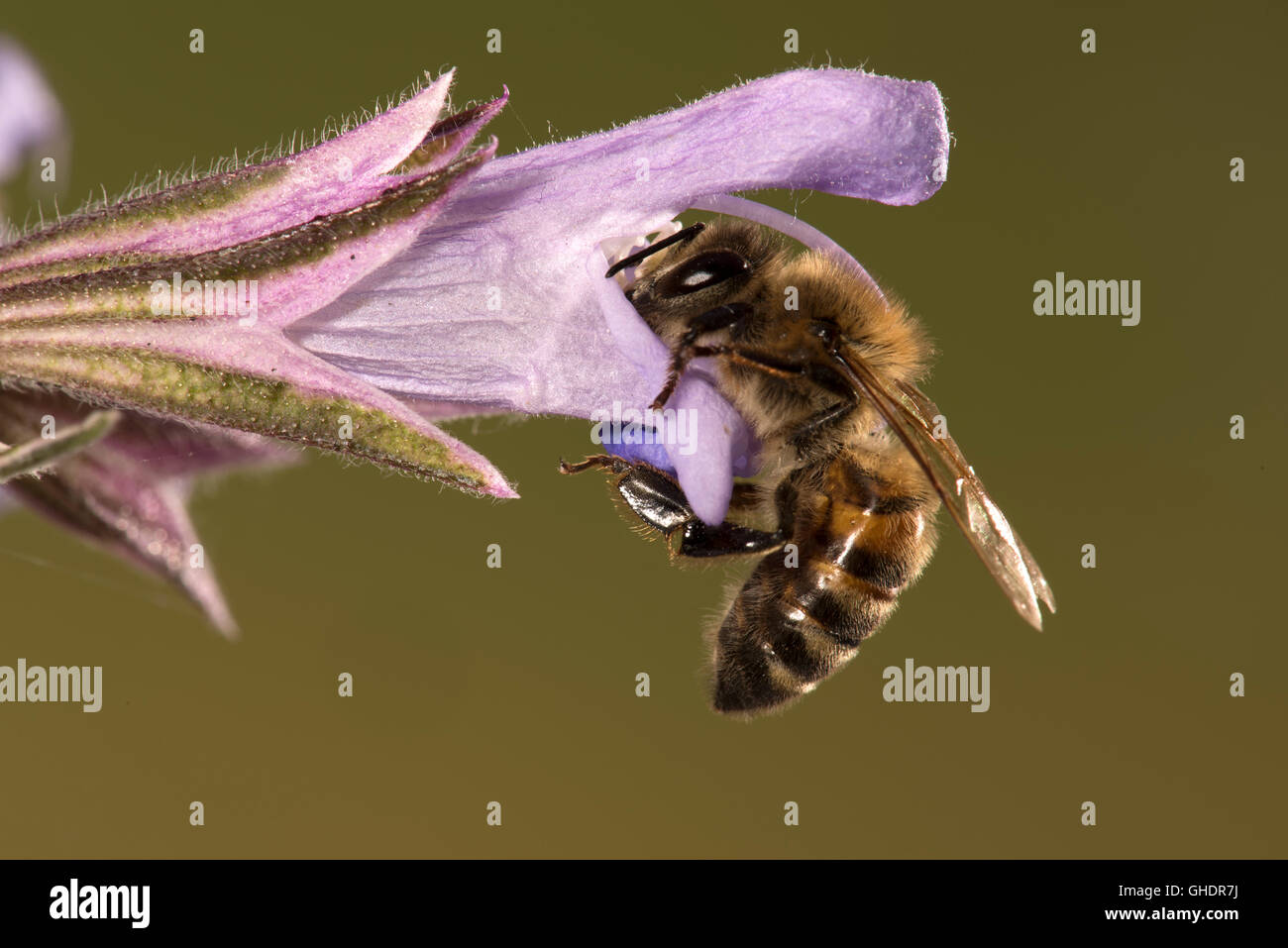 Honey Bee Apis mellifera Foto Stock