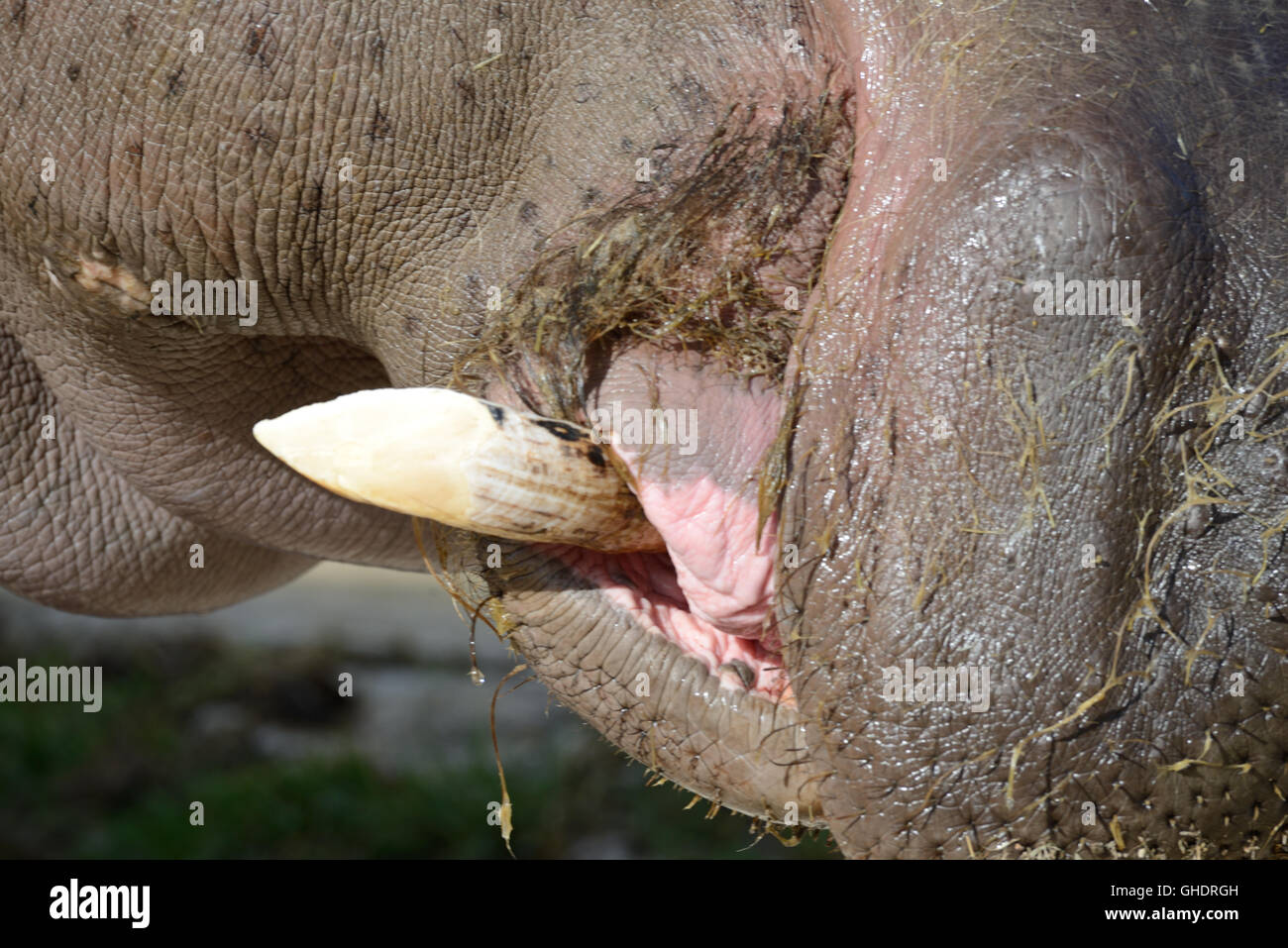 Canine brosmio o avorio dente di ippopotamo comune o di Ippona, Hippopotamus amphibius Foto Stock